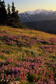 Olympic National Park